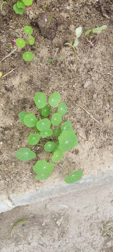garden nasturtium