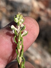 Phylica axillaris microphylla