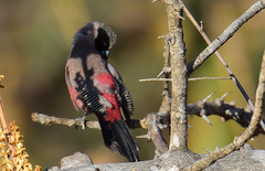 Black-Faced Waxbill photo 5