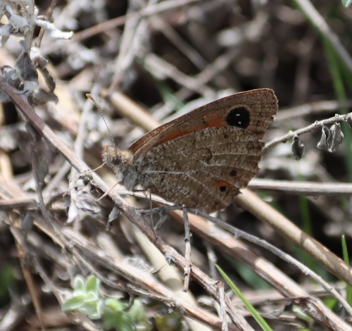 Silver-bottom Brown photo 4