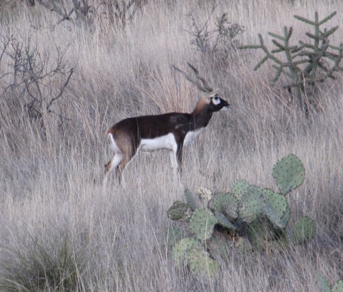 Antilope cervicapra