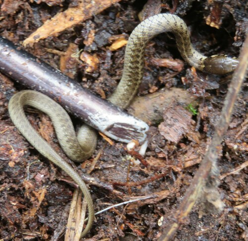 Photo of a Liner's Garter Snake (Thamnophis lineri)