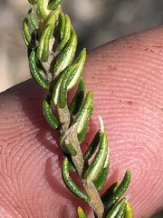 Phylica axillaris microphylla