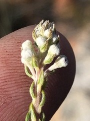 Phylica axillaris microphylla