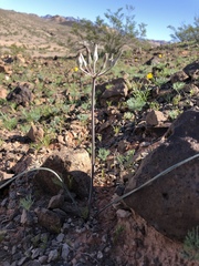 Androstephium breviflorum