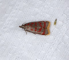 Dichomeris sandycitis