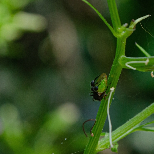 Photo of Ant-mimicking Treehopper (Cyphonia clavata)