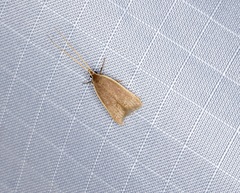 Homaloxestis multidentalis