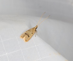 Lecithocera aulicousta