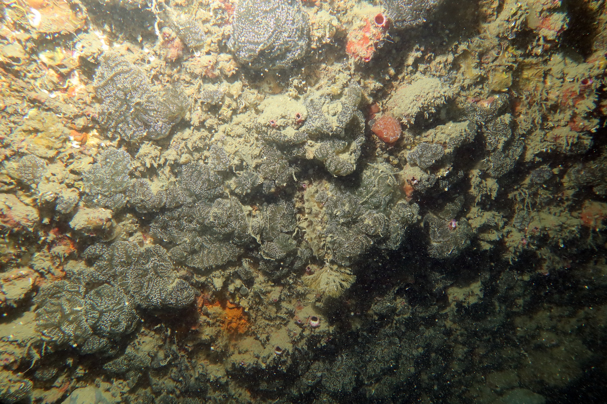 Distaplia bermudensis Van Name, 1902