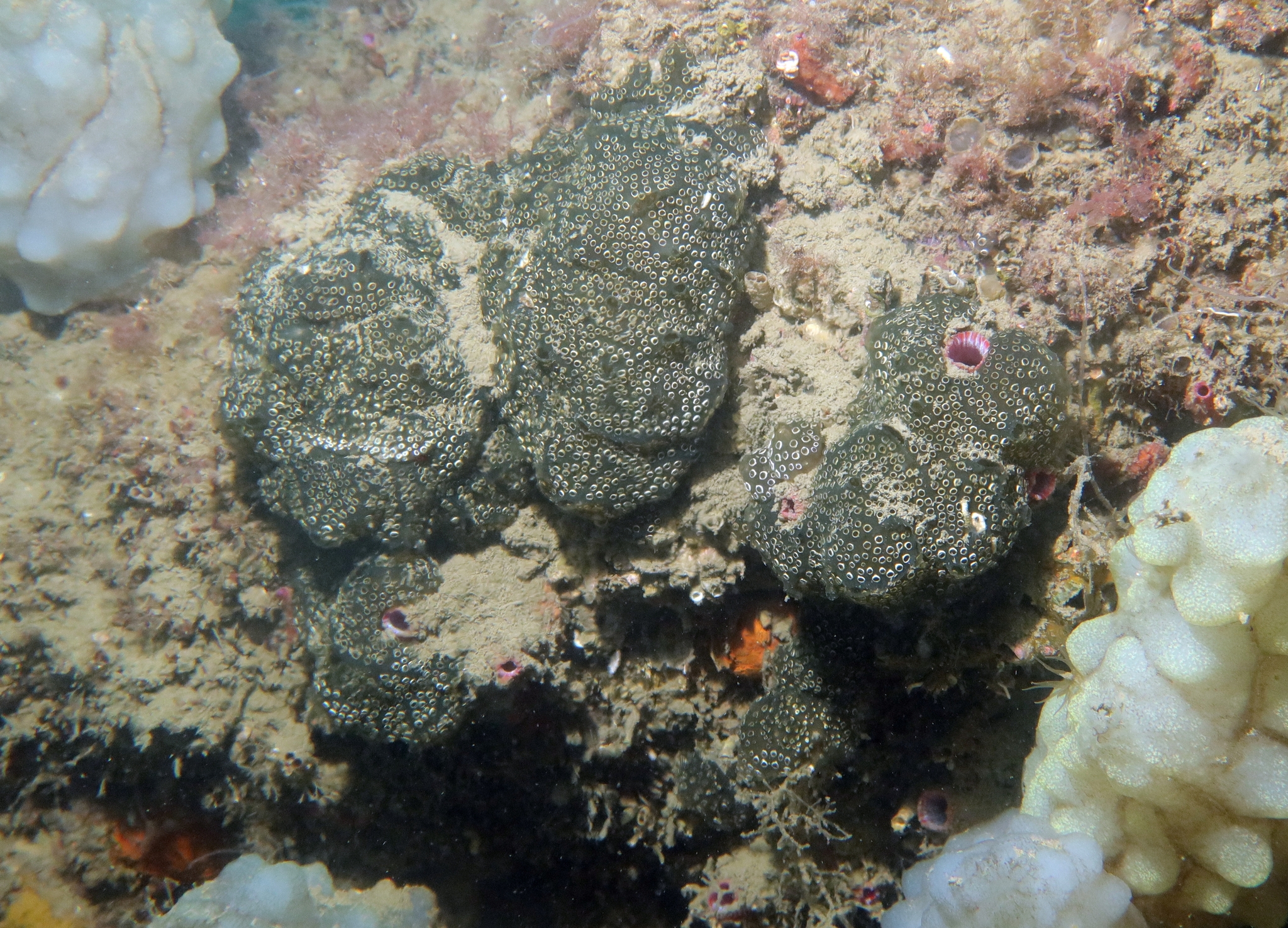 Distaplia bermudensis Van Name, 1902
