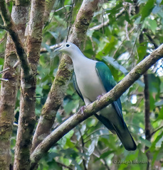 Seram Imperial-Pigeon photo 1