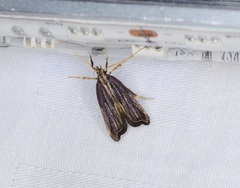 Antiochtha pycnotarsa