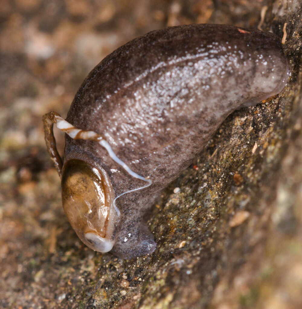 Carpathica cretica