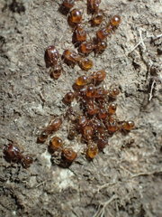 Pheidole clementensis