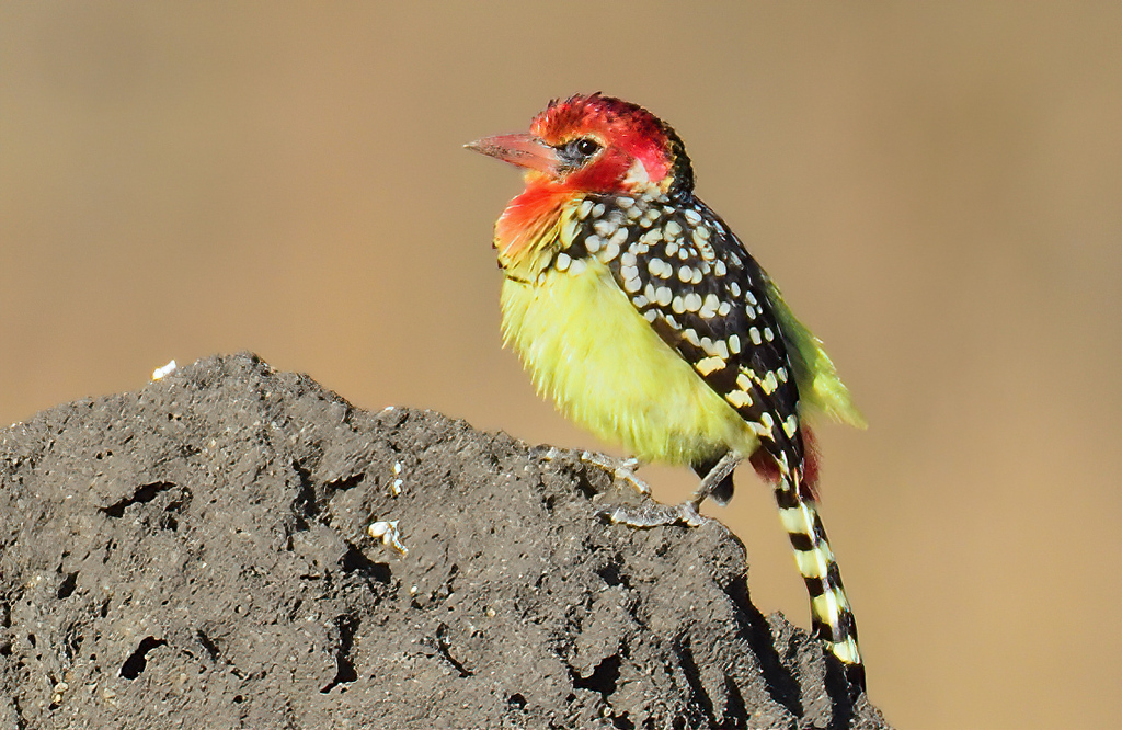 Red-And-Yellow Barbet