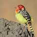 Red-and-yellow Barbet - Photo (c) Ad Konings, some rights reserved (CC BY-NC), uploaded by Ad Konings