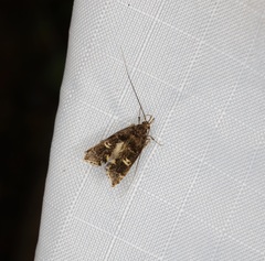 Nosphistica bisinuata