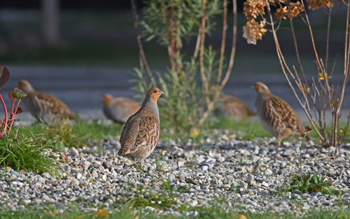 Grey Partridge (Perdix perdix)