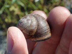 Xerarionta intercisa