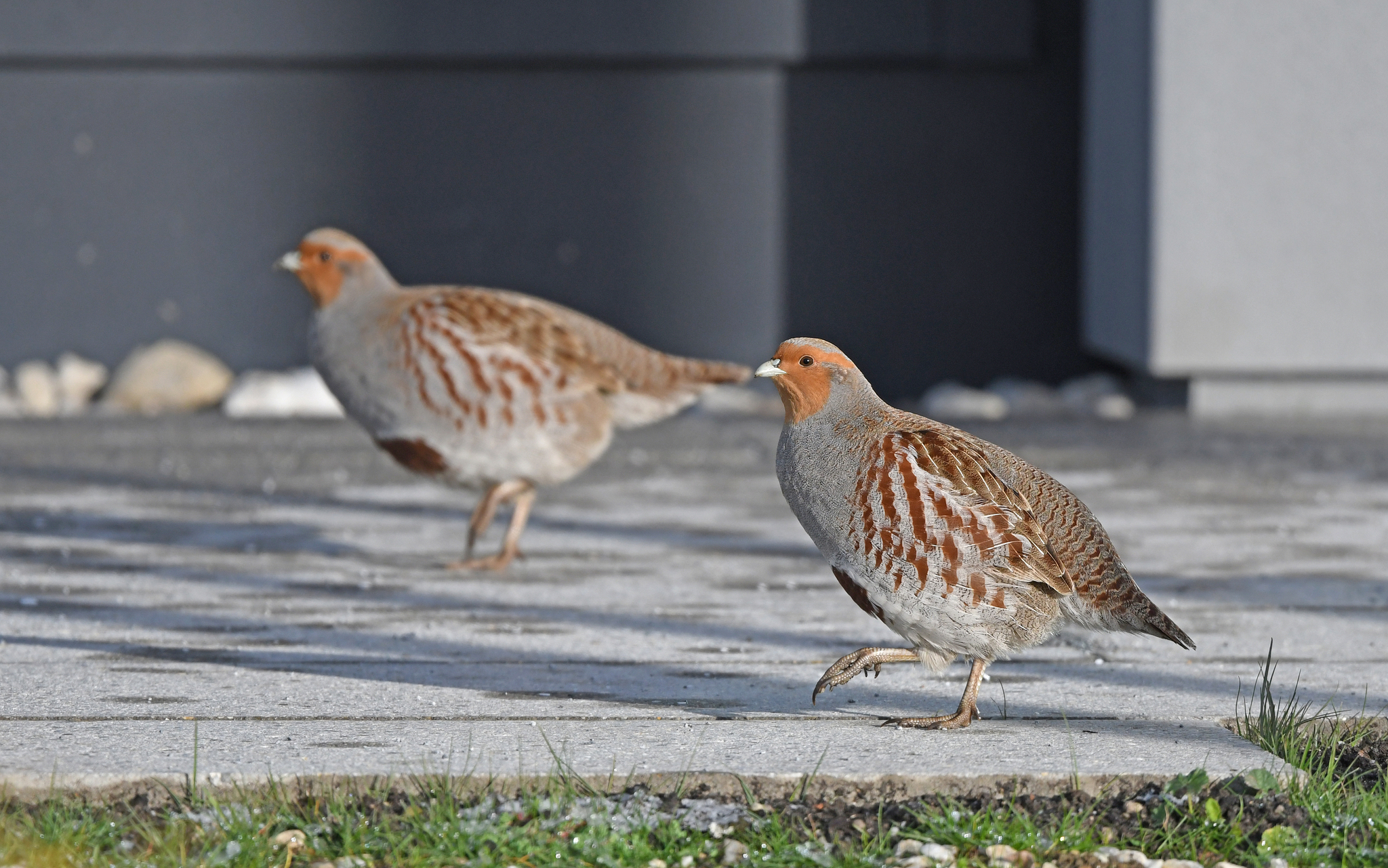 Grey Partridge (Perdix perdix)