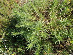 Deinandra clementina