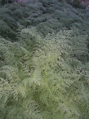 Tracheophyta