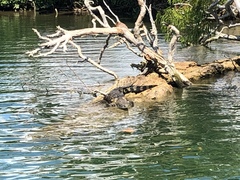 Crocodylus moreletii