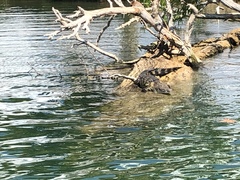 Crocodylus moreletii