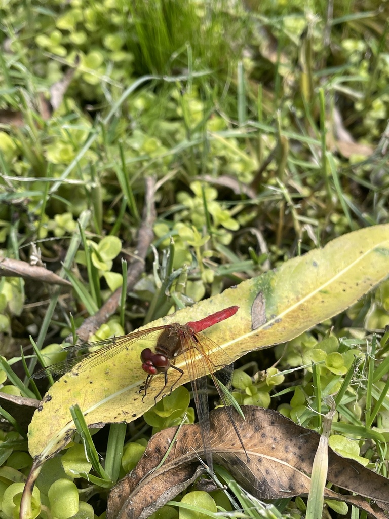 Cardinal Meadowhawk from Jardín Botánico, Miguel Hidalgo, CDMX, MX on ...