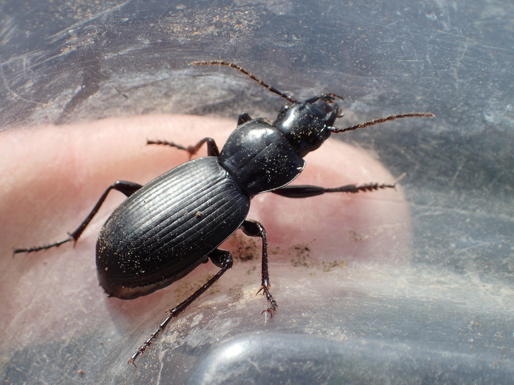 Pterostichus gliscans