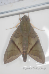 Nephele aequivalens