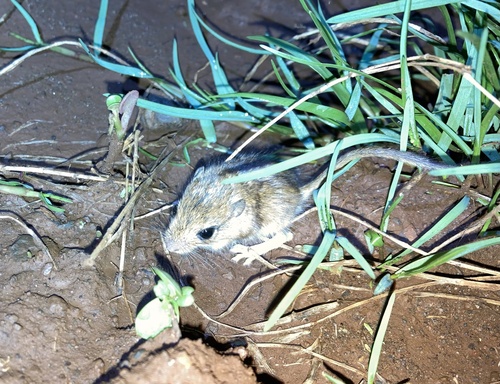 Least Gerbil (Gerbillus pusillus) — Least Concern Mammalia