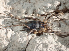 Protolophus cockerelli