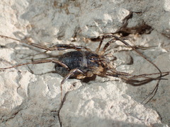 Protolophus cockerelli