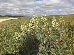 Astragalus oxyphysus