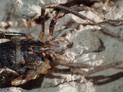 Protolophus cockerelli