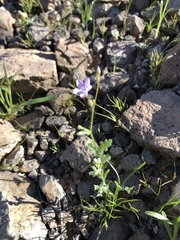 Gilia scopulorum