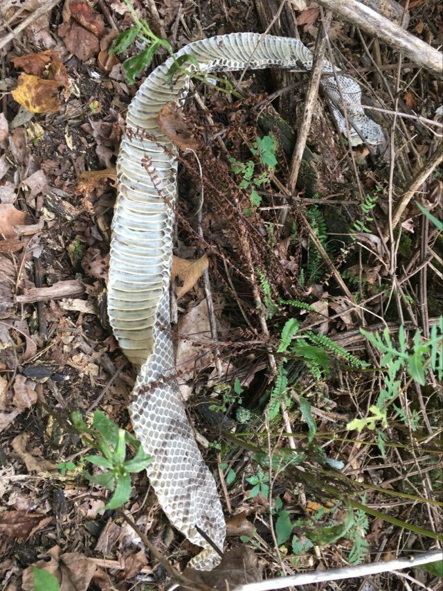 Timber Rattlesnake from Jackson County, AL, USA on September 21, 2023 ...