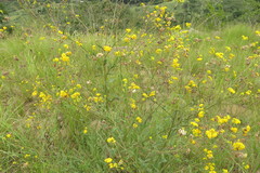 Nidorella auriculata