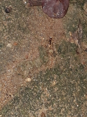 Attini