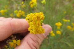 Nidorella auriculata