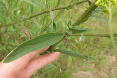Nidorella auriculata
