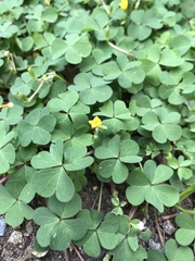 Oxalis corniculata