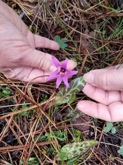 Erythronium hendersonii
