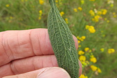 Nidorella auriculata