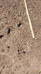 Pogonomyrmex rugosus