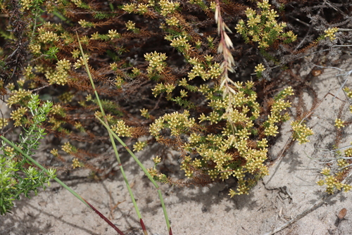 Image of Helichrysum niveum by (c) Tony Rebelo, some rights reserved (CC BY-SA)