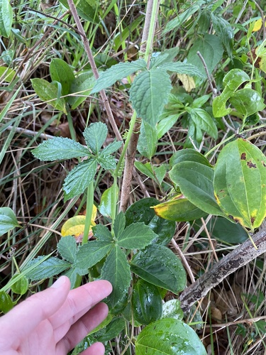 Cyphostemma cirrhosum