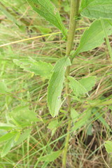 Nidorella auriculata